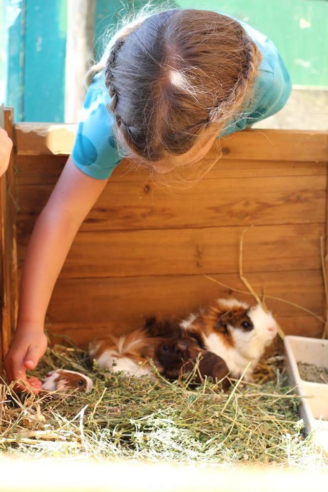 Farm stay Bio Ferienbauernhof Greber Schwarzenberg im Bregenzerwald
